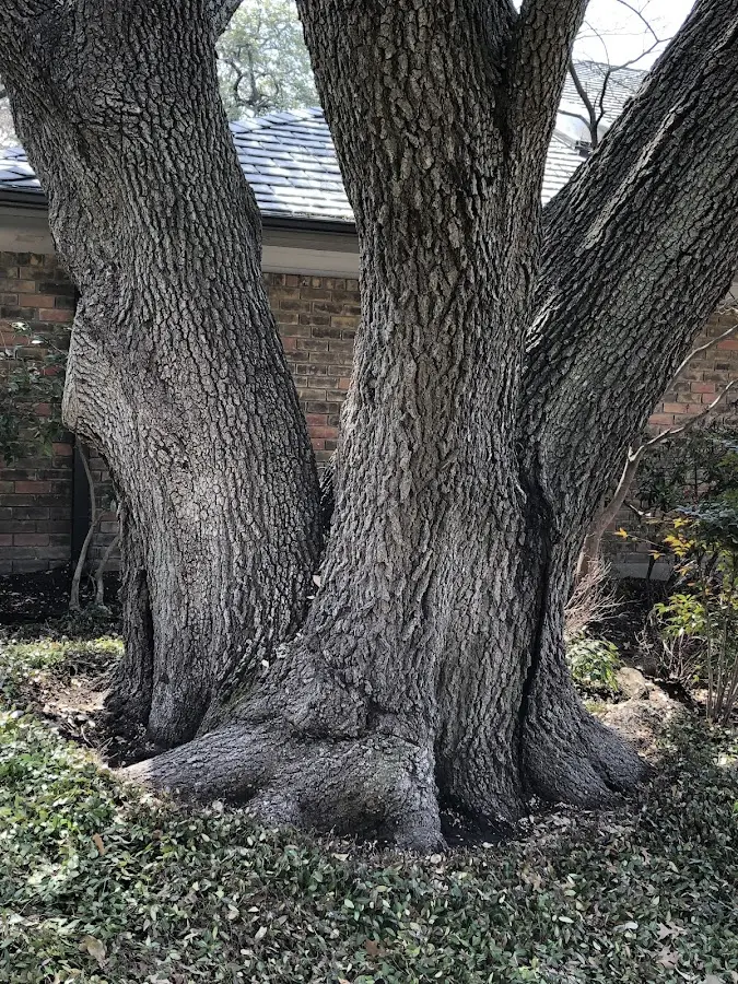 Mature heritage tree close to a Salisbury property cared for by certified arborists