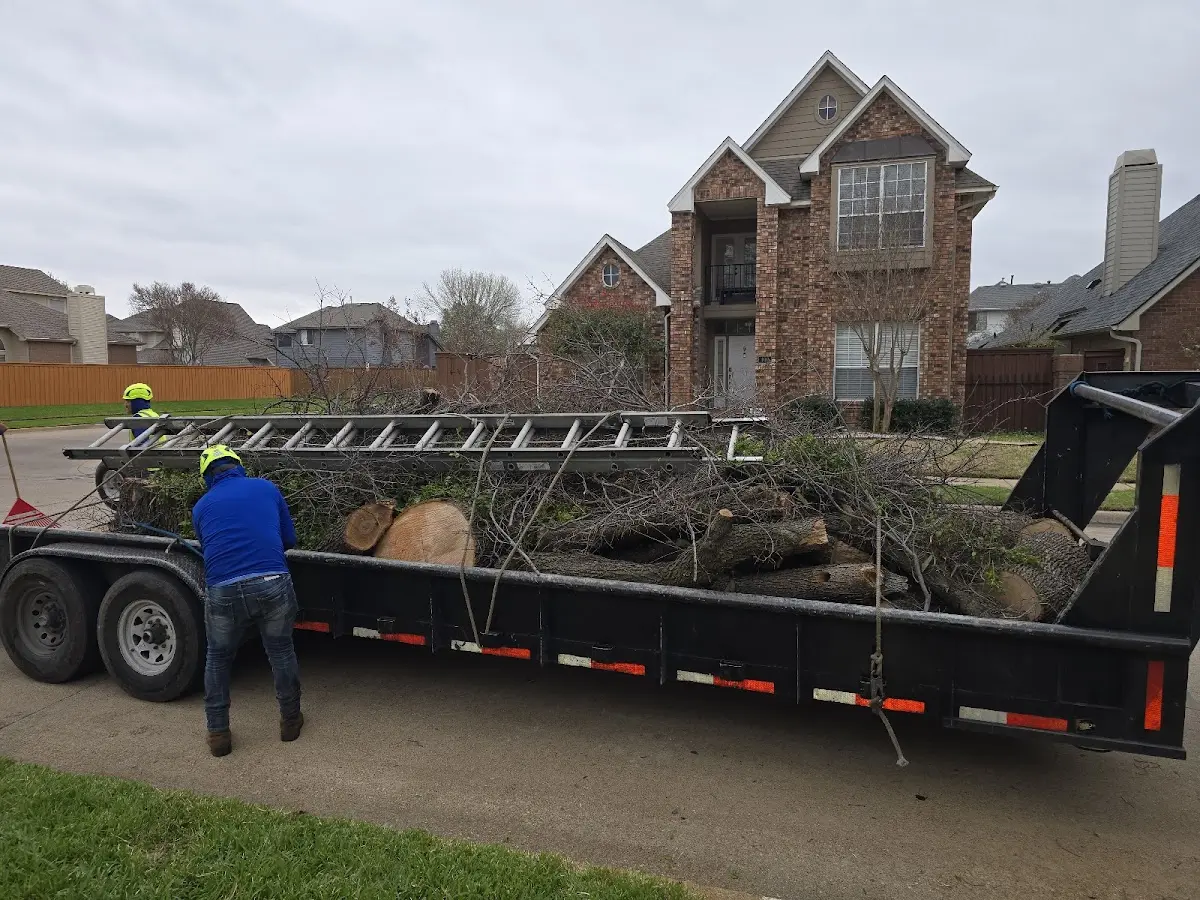 Expert Tree Removal with proper safety equipment in Salisbury